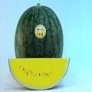 ANMOL YELLOW WATERMELON ( अनमोल पीला तरबूज )