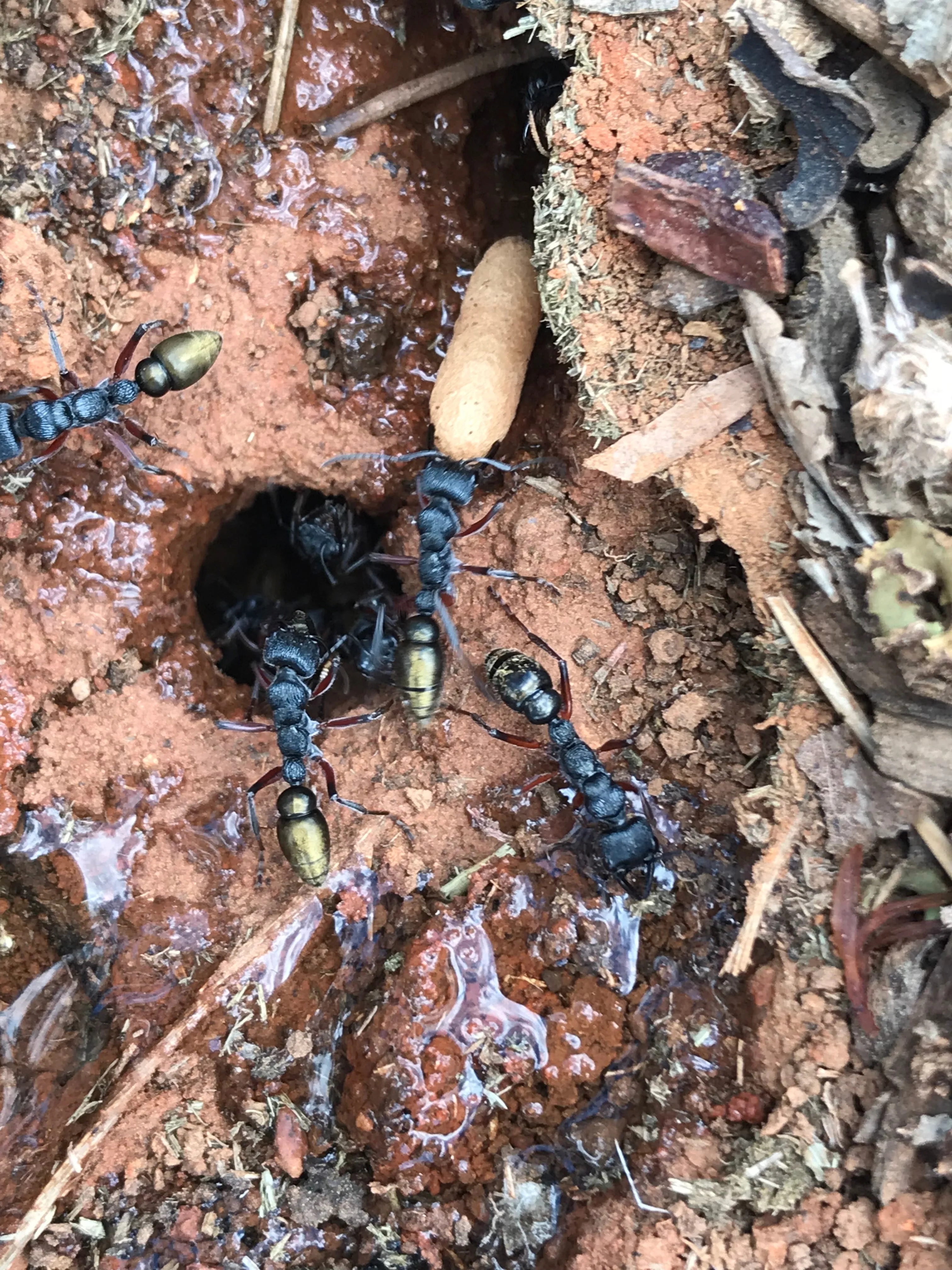 Ant queen Myrmecia Fulvipes